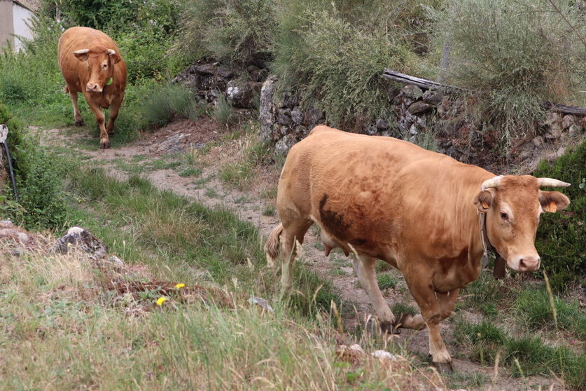 Imagen de ganado | FOTO:  Sindicato Unións Agrarias.