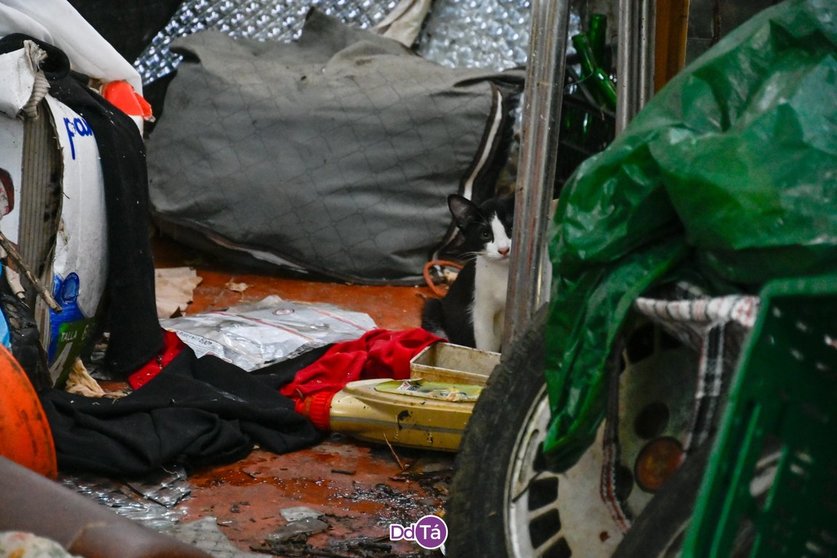 Un gato, rodeado de basura, en el patio de la casa de la avenida de Cabreiroá. | FOTO: Noelia Caseiro.