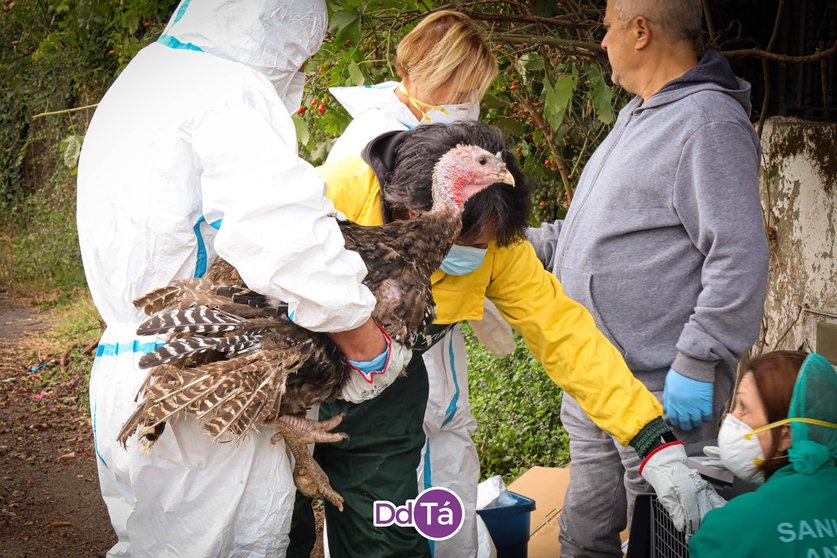 Efectivos de Medio Rural, rescatando a uno de los pavos reales con los que convivía el malogrado Rafael. | FOTO: Anabel G. Simón.